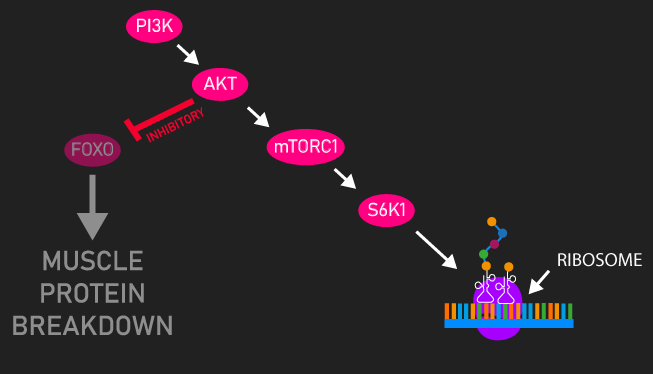 PI3K/AKT/mTOR pathway