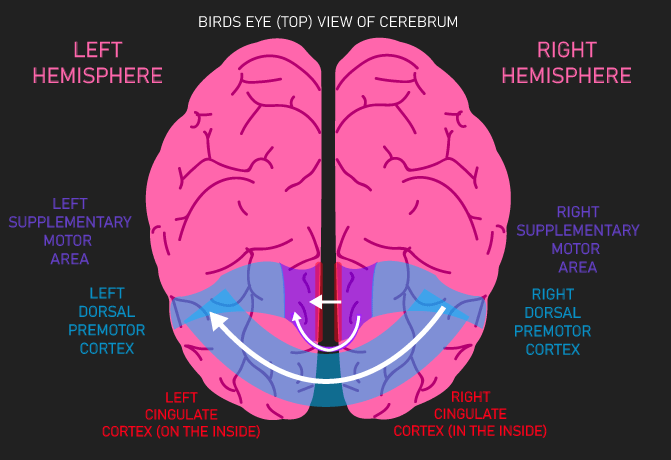 cerebral cortex connection