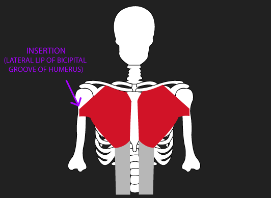 insertion of pectoralis major
