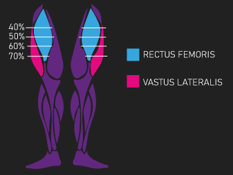 rectus femoris and vastus lateralis