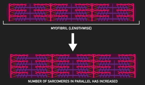 increase in sarcomere in parallel