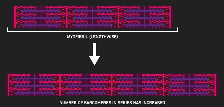 increase in sarcomere in series