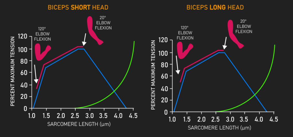 biceps length tension relationship